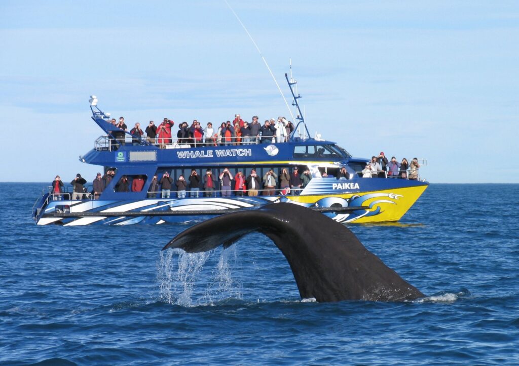 Private Tour whale watch